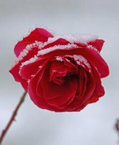 搜一下中文网 福运娇妻